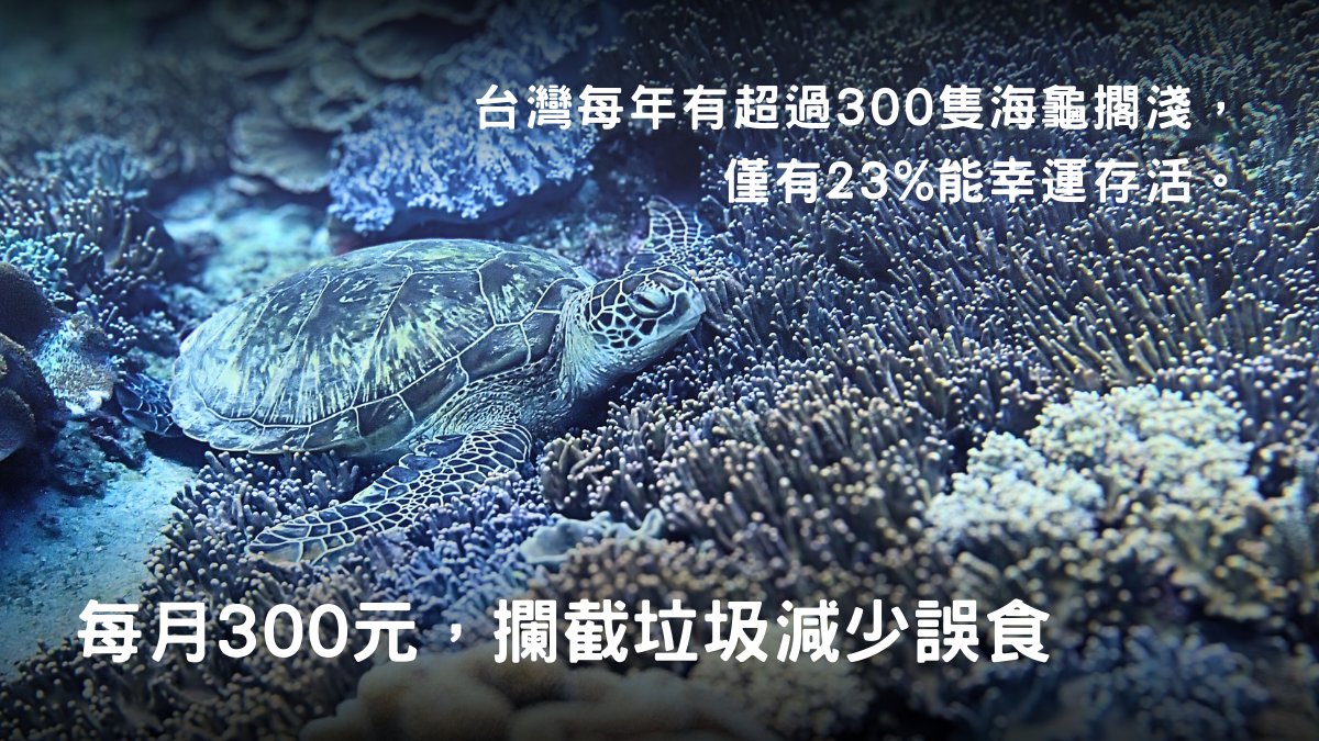 點亮海龜生機