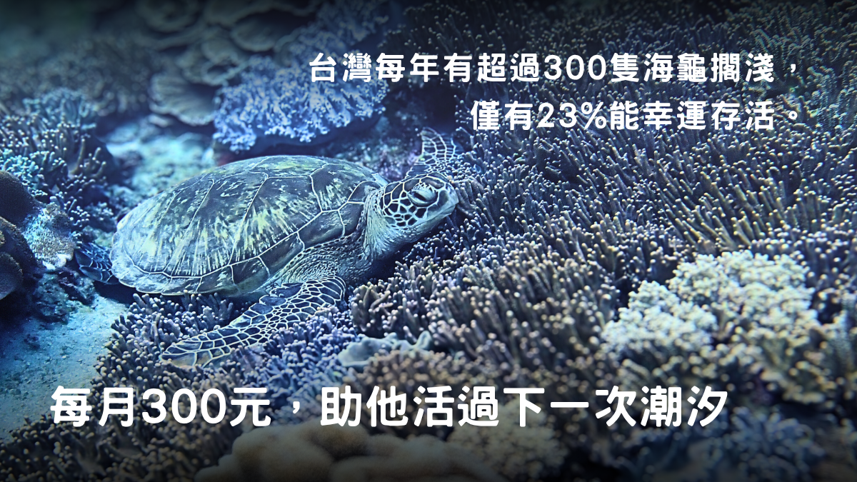 點亮海龜生機