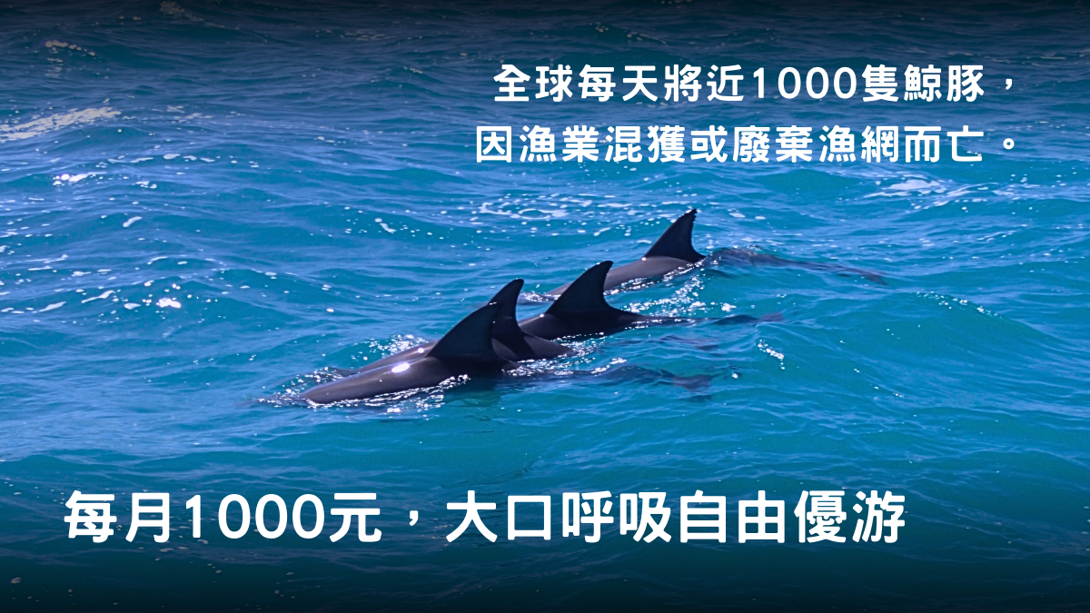 還給鯨豚自由